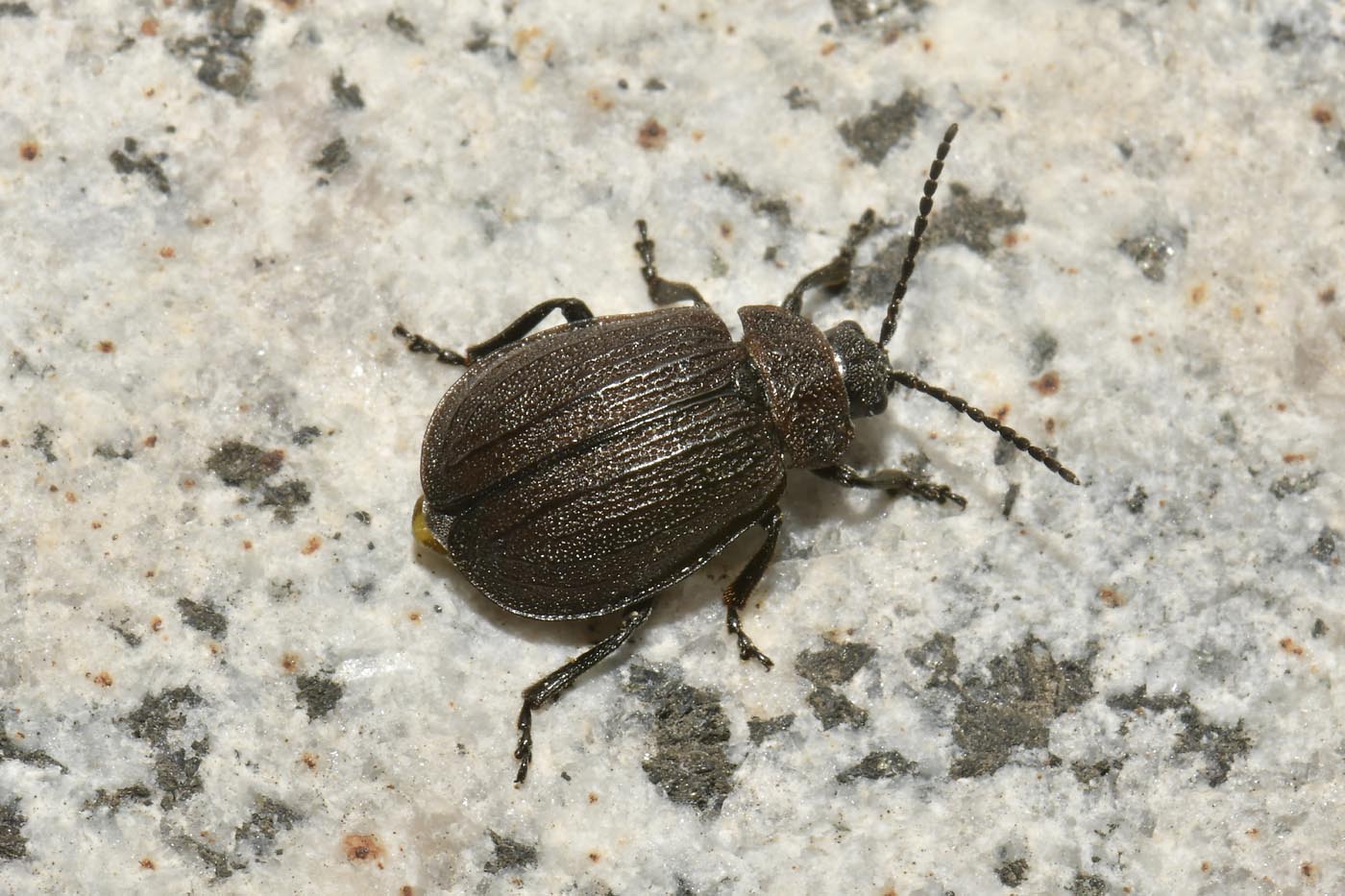 Chrysomelidae: Galeruca pomonae (cf.)